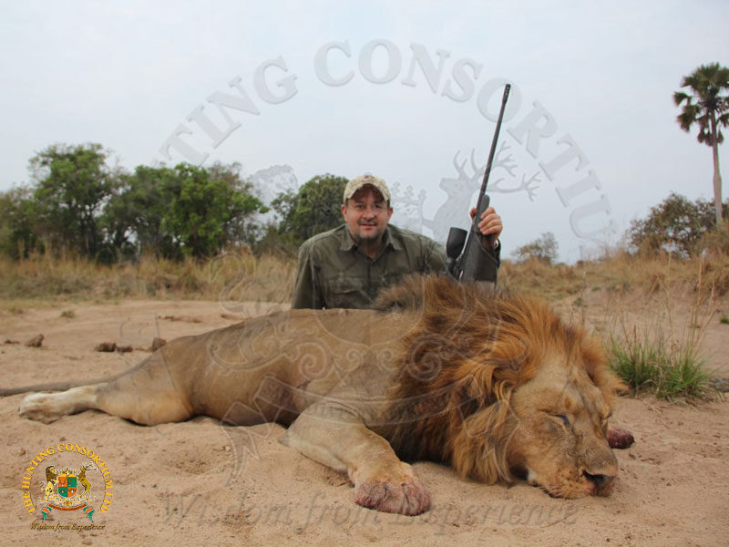 African Lion Hunting in Africa. The best African Lion Hunts in Africa.