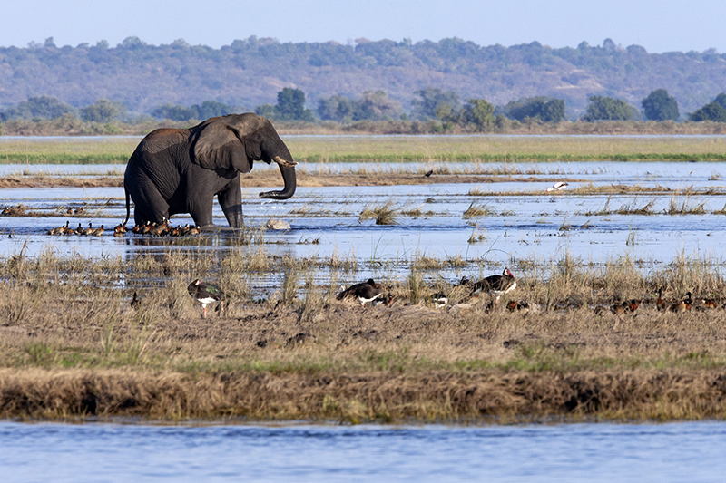 African Elephant (Loxodonta africana) Botswana Africa