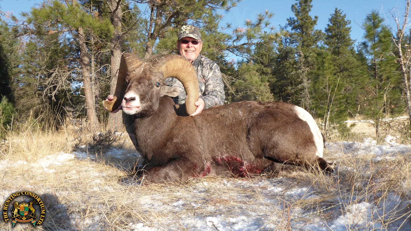 Rocky Mountain Bighorn Sheep Hunting in North America
