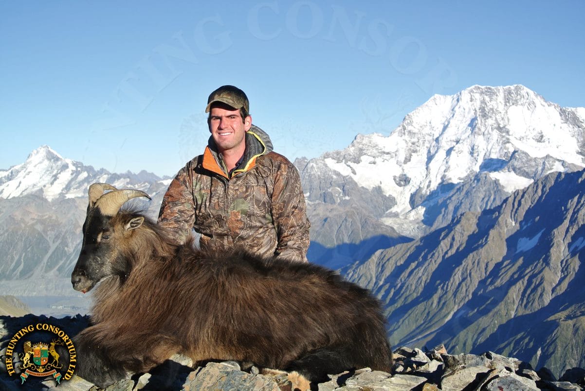 Tahr Hunting in South Pacific Hunting