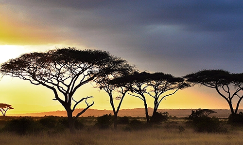 african landscape