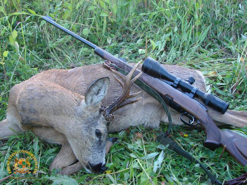 European Roe Deer Hunting in Hungary with Hunting Consortium. The Best Roe Deer Hunting in Europe with the Best Roe Deer Hunting Company in Europe.