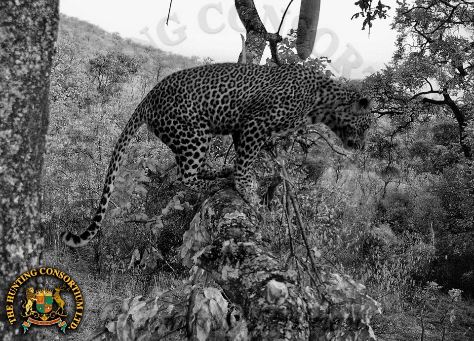African Leopard Hunting in Zimbabwe. Zimbabwe Leopard Hunt. Hunt Zimbabwe.