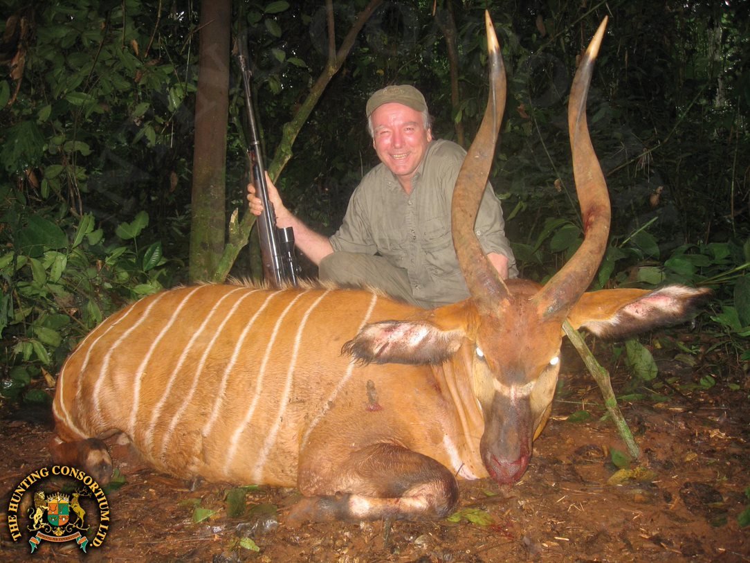 The Hunting Consortium Bongo Hunting in Cameroon Hunting Bongo Hunts in Cameroon