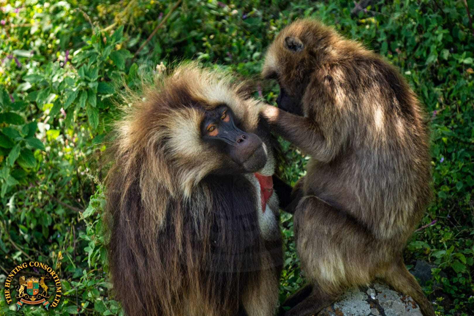 Gelada Baboon hunting Gelada Baboon Hunting in Ethiopia. Baboon hunting in Ethiopia. Baboon hunting in Africa. Gelada Baboon