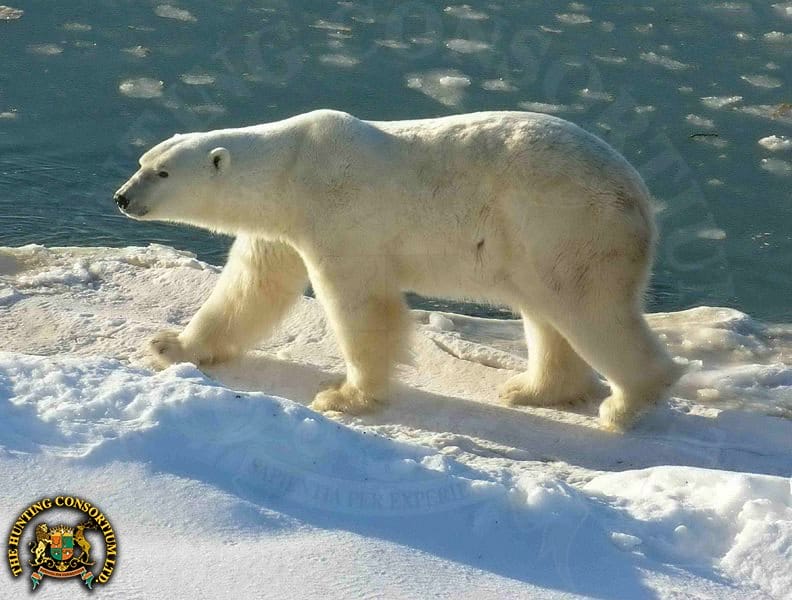 Polar Bear Hunting and Conservation Success Polar Bear Hunts and Conservation Success