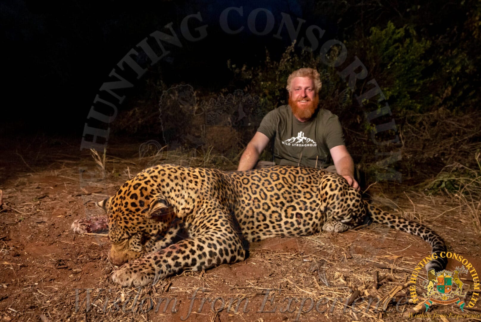 Leopard Hunting in Maasailand Tanzania. Tanzanian Leopard Hunting. The Biggest Leopard Trophy. Hunting in Tanzania.