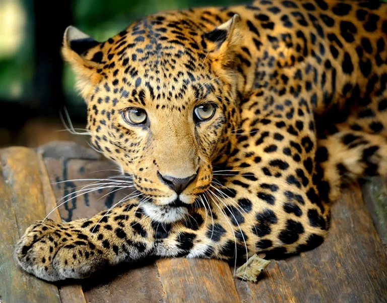 Leopard Relaxing before African hunting, resting her head on her arm