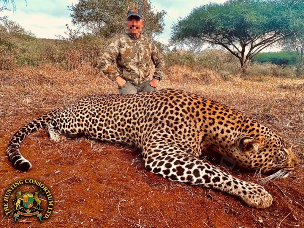 African Leopard Hunting Tanzania