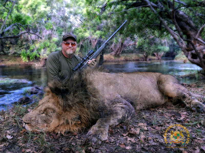 African Lion Hunting in Africa. The best African Lion Hunts in Africa. Hunting in Zambia.