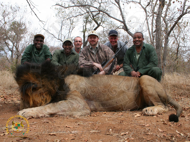 African Lion Hunting in Africa.
