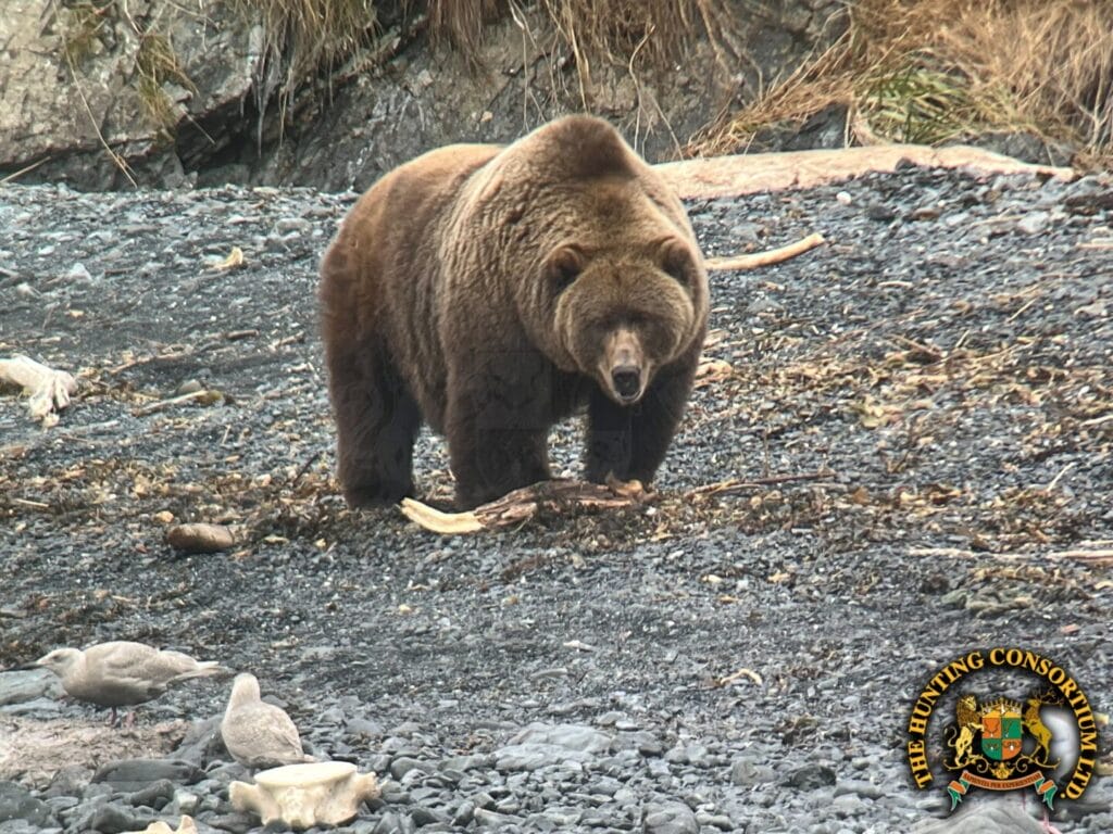 Kodiak Brown Bear hunting in Alaska Coastal Brown Bear Hunting