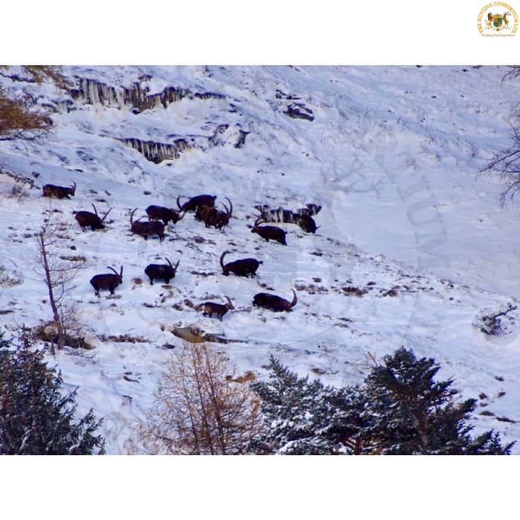 Alpine Ibex hunts while Hunting in Switzerland hed of Alpine ibex