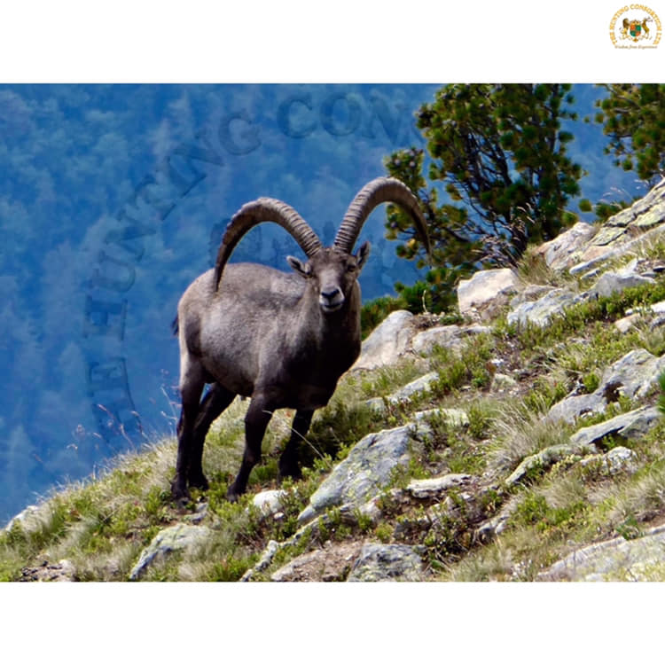 Alpine Ibex hunts while Hunting in Switzerland