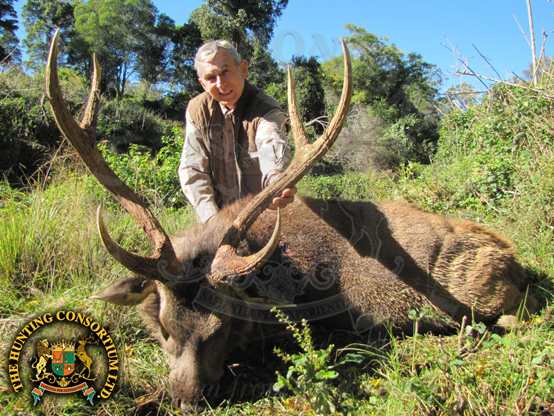 Sambar Hunting in Australia Sambar Hunting in Australia