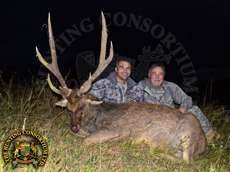 Javan Rusa Deer Hunting in Australia Rusa Stag Hunting in Australia