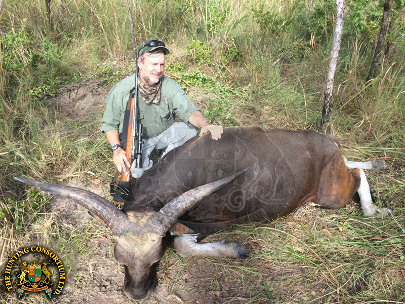 Banteng Hunting in Australia Hunts for Banteng Hunts in Australia Hunting in Australia