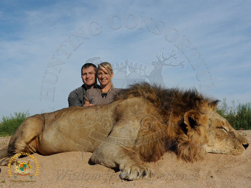 Image of the best free-range African lion hunting in Africa.