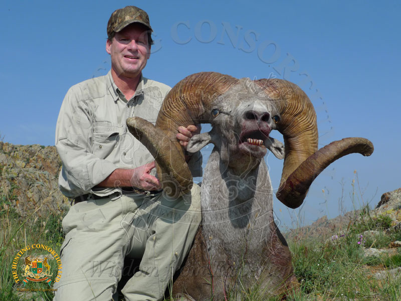 The Best Hangai Argali Hunting in the World. The best Hangai Argali hunt.