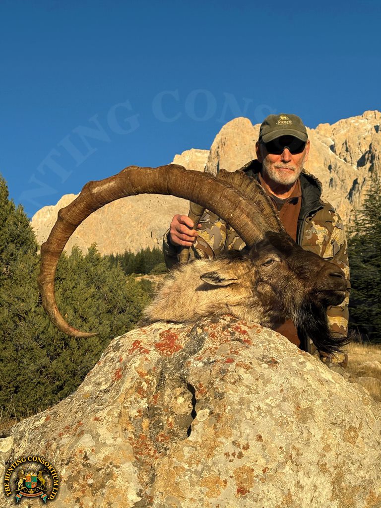 Bezoar Ibex Hunting in Turkey. The Best Bezoar Ibex Hunting in Turkey. Best outfitter for Bezoar Ibex Hunts in Turkey. Best Hunting Outfitter in Turkey