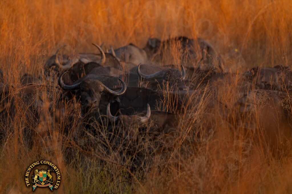 Buffalo in the grass during a hunt. Hunting is Conservation.