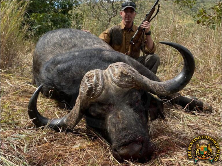 Cape Buffalo Hunting in Zimbabwe. The Best Cape Buffalo Hunting in Zimbabwe