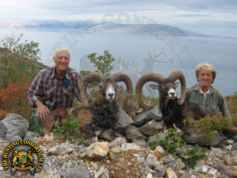 The Sackmans with their European Mouflon Hunting in Croatia. Hunting in Croatia for European Mouflon. Mouflon Hunting in Croatia.