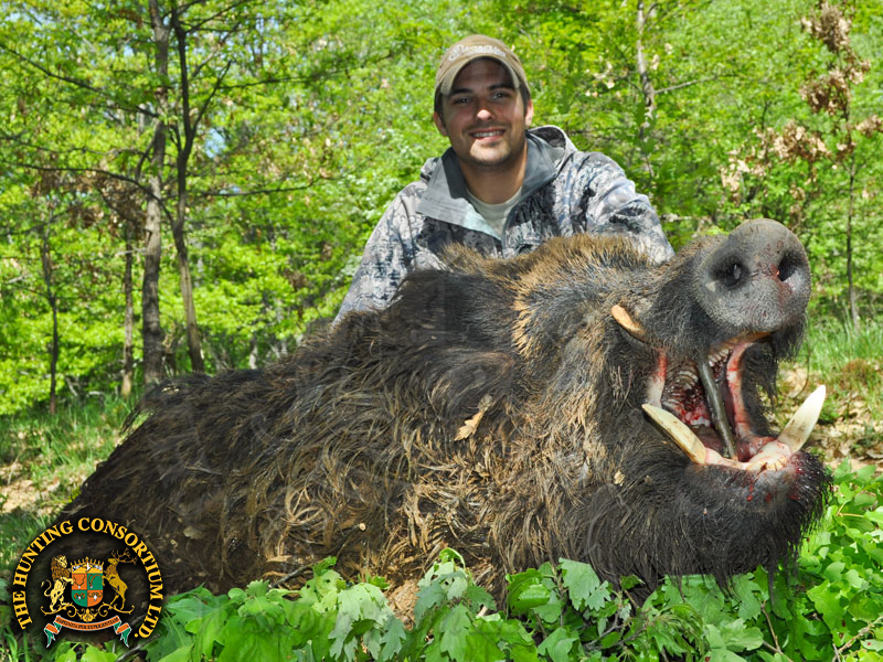 Wild Boar Hunting in Croatia. Eurasian Wild Boar Hunt in Croatia.