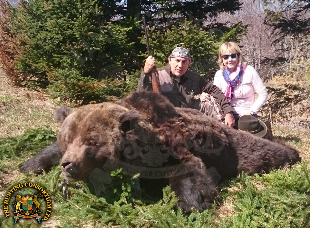 The biggest European Brown Bear Hunting in Croatia. Hunting in Croatia for European Brown Bears. Brown Bear Hunting in Croatia.