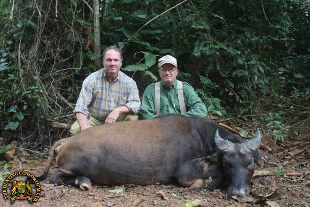 Dwarf Forest Buffalo Hunting in Cameroon. Buffalo Hunts in Cameroon.