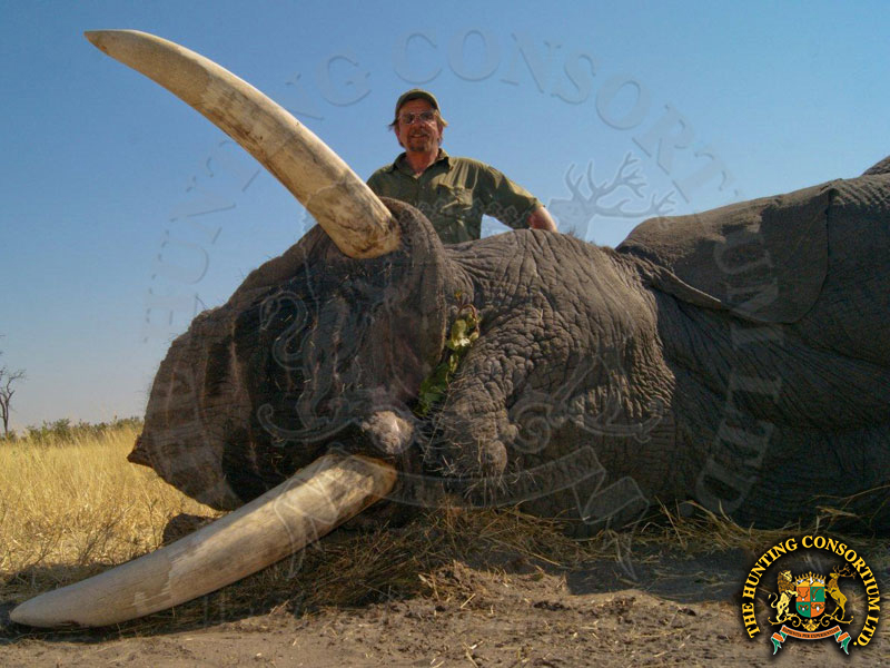 Hunting in Botswana. Hunting Elephant in Botswana.