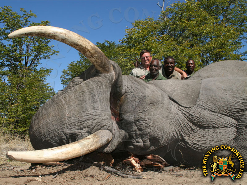 Hunting in Botswana. Hunting Elephant in Botswana.