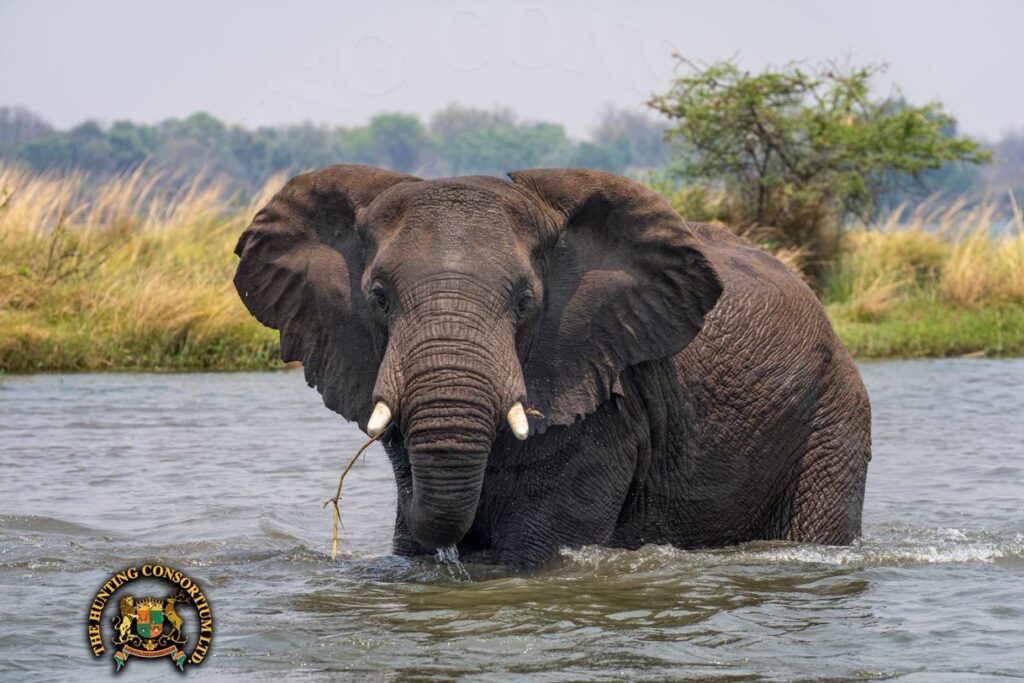 Elephant in the water in Zimbabwe on Safari with Hunting Consortium