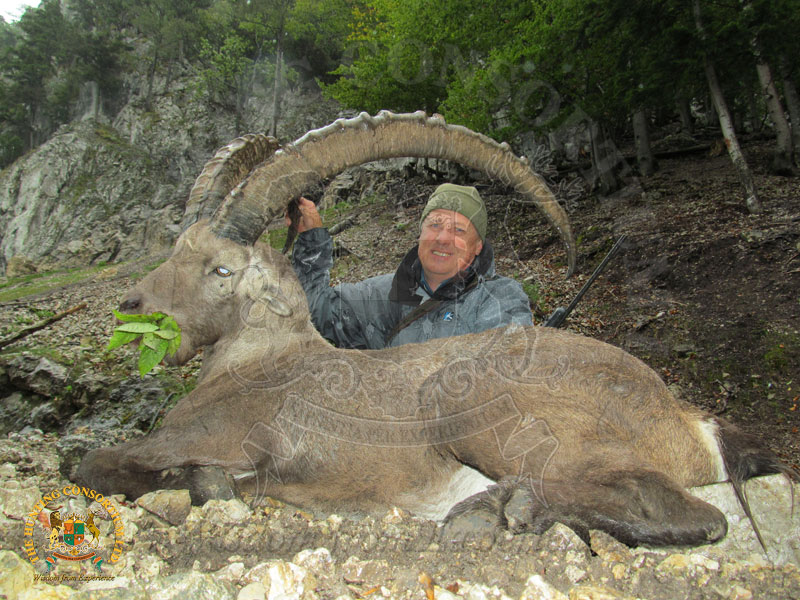 Image of Alpine Ibex Hunting trophy