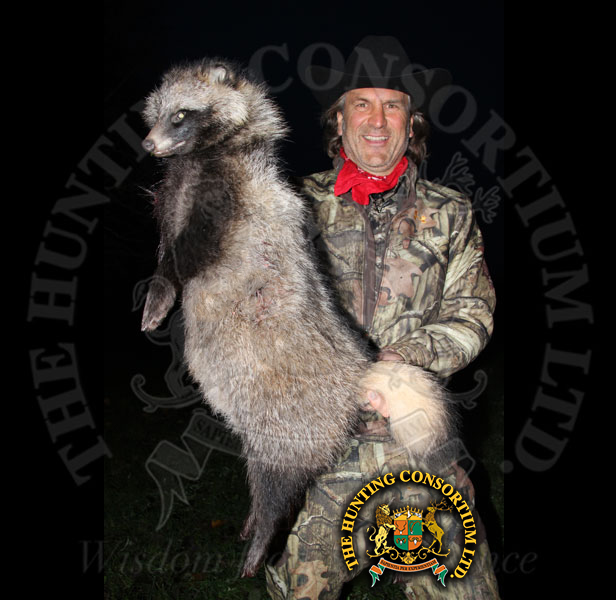 Raccoon Dog Hunting in Finland Hunts Raccoon Dog Hunting in Finland