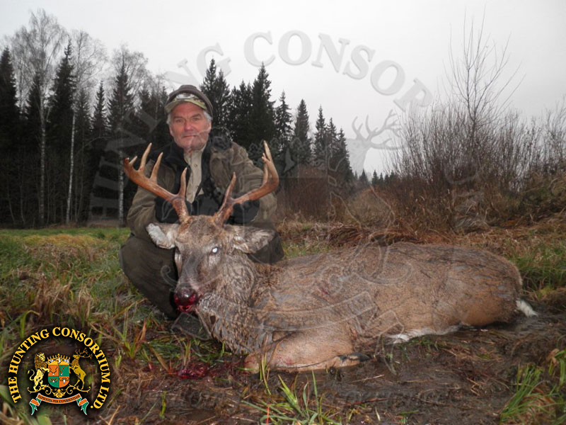 White-tailed Deer hunting in Finland Deer Hunts in Finland