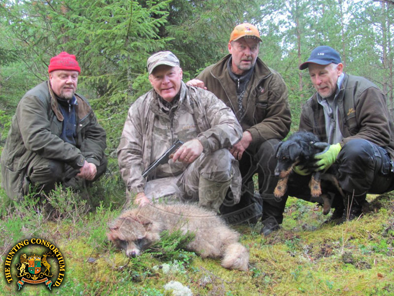 Raccoon Dog Hunting in Finland Hunts Raccoon Dog Hunting in Finland