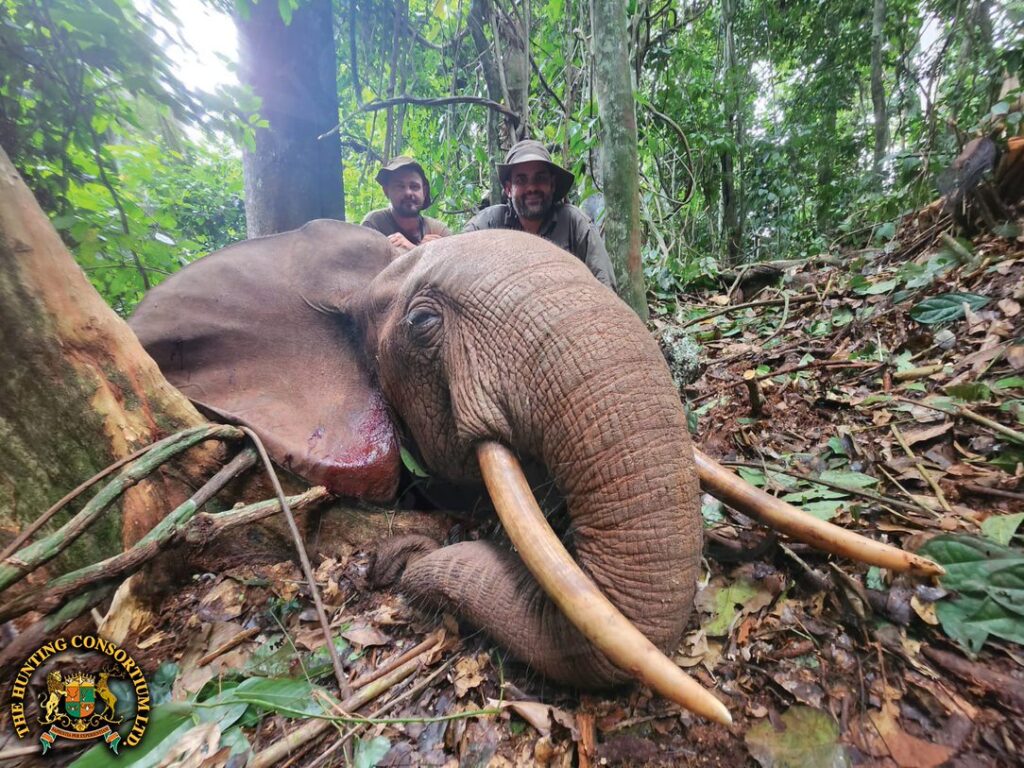 Our client with his impressive Forest Elephant Hunting in Cameroon