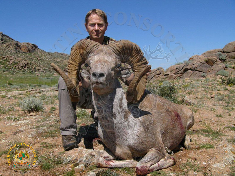 Hangai Argali Hunting trophy from mongolia