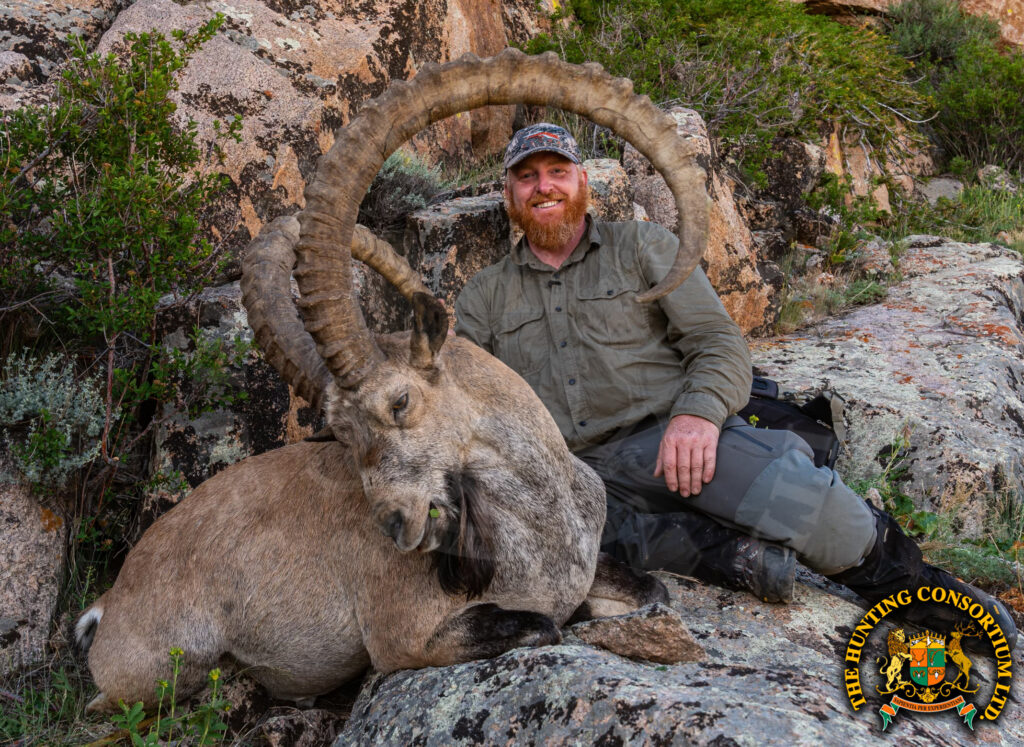 Gobi ibex Hunting in Mongolia. Hunting Gobi Ibex in Mongolia. Hunting Ibex in Mongolia. World Record Ibex. The biggest ibex in Mongolia.