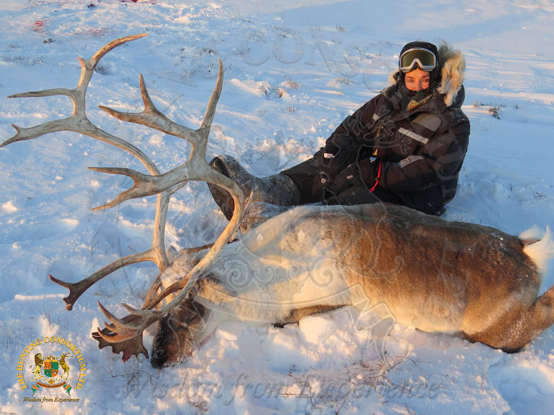 Hunting Arctic Islands Caribou in Canada Hunting in Canada