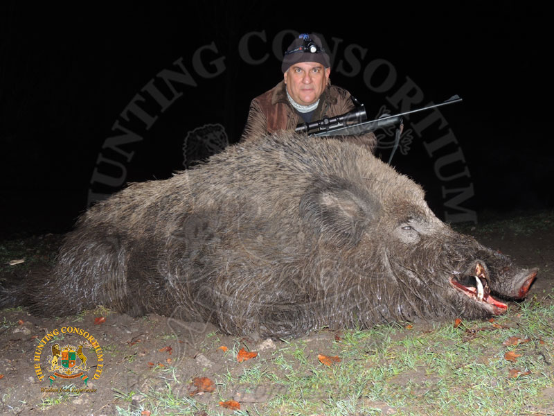 Hunting Eurasian Wild Boar Hunting Wild Boar in Europe Hunting Wild Boear Hunting in Austria