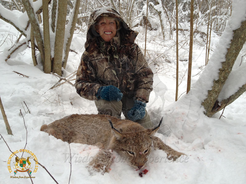 Hunting Lynx Hunting in Estonia Hunting in Estonia for Lynx Hunts