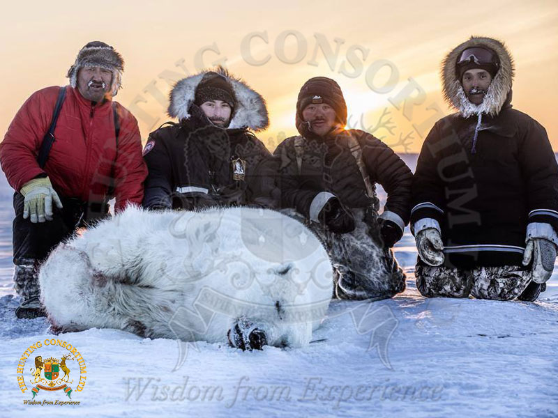Polar Bear Hunting in Canada. Arctic Polar Bear Hunt in Canada. Hunting Polar Bear in Canadian Arctic