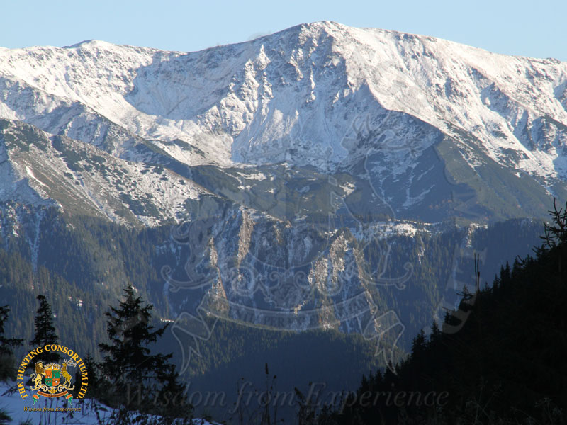 Hunting in Romania. Hunting Transylvania. Hunting Bears in Romania. Hunting Brown bears in Romania Hunting