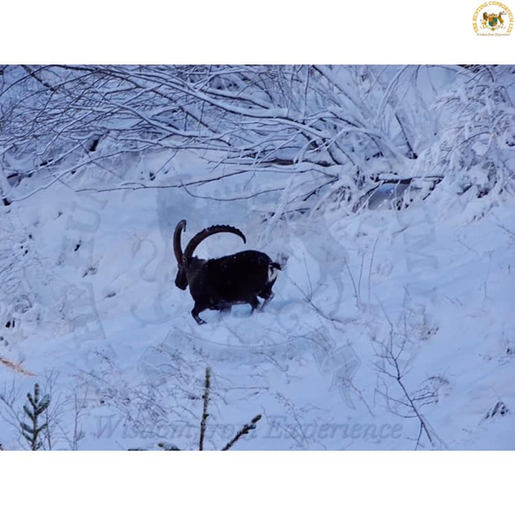 Hunting in Switzerland Alpine Ibex Hunts in Switzerland