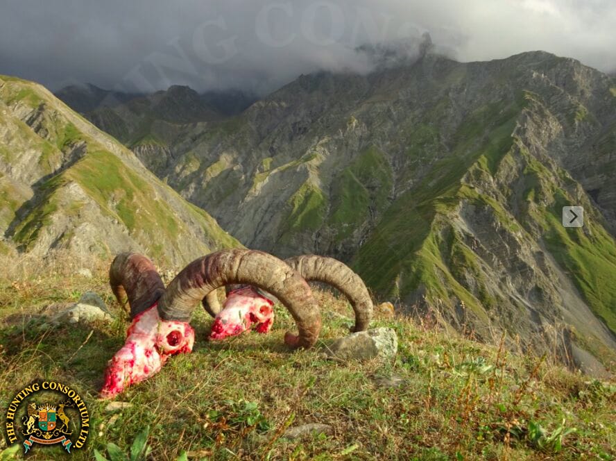 Tur Hunts in Azerbaijan. Tur Hunting in Azerbaijan.