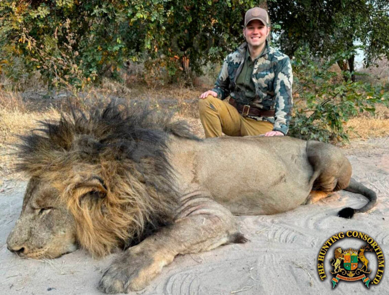 Free-Range African Lion Hunting in Zambia. Old lion from Zambia, harvested during Lion hunt in Zambia. Hunting in Zambia