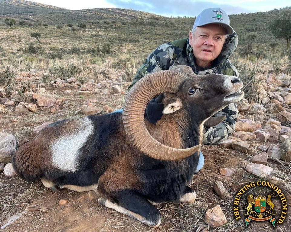 Hunting Iberian Mouflon Hunting in Spain