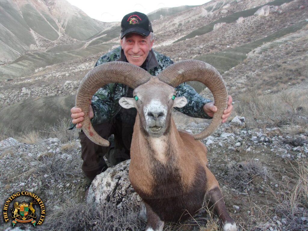 Konya Mouflon Hunting. Konya Sheep Hunting. Konya Sheep Hunts. Konya Mouflon Hunts in Turkey